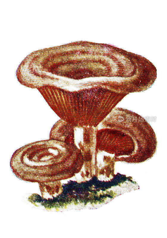松乳菇(lacactifluus piperatus)，俗称松乳菇